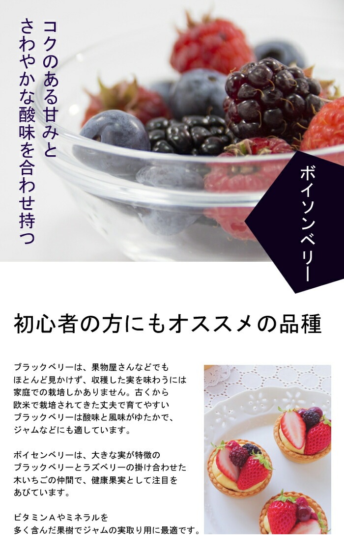 ラズベリー 苗木 ボイソンベリー 12cmポット 果樹 小果樹 berry 園芸