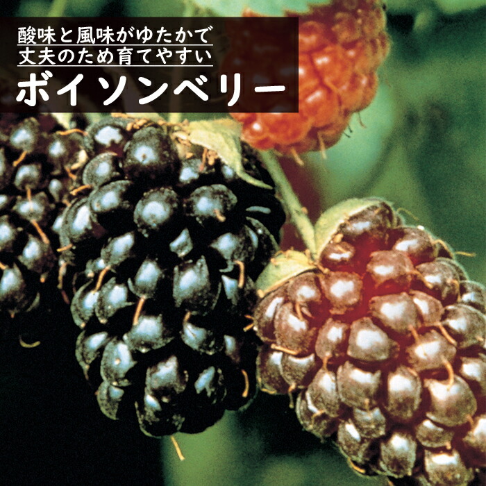 ラズベリー 苗木 ボイソンベリー 12cmポット 果樹 小果樹 berry 園芸