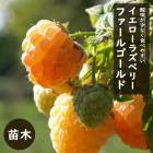 果樹,ラズベリー | 花の大和オンラインショップ
