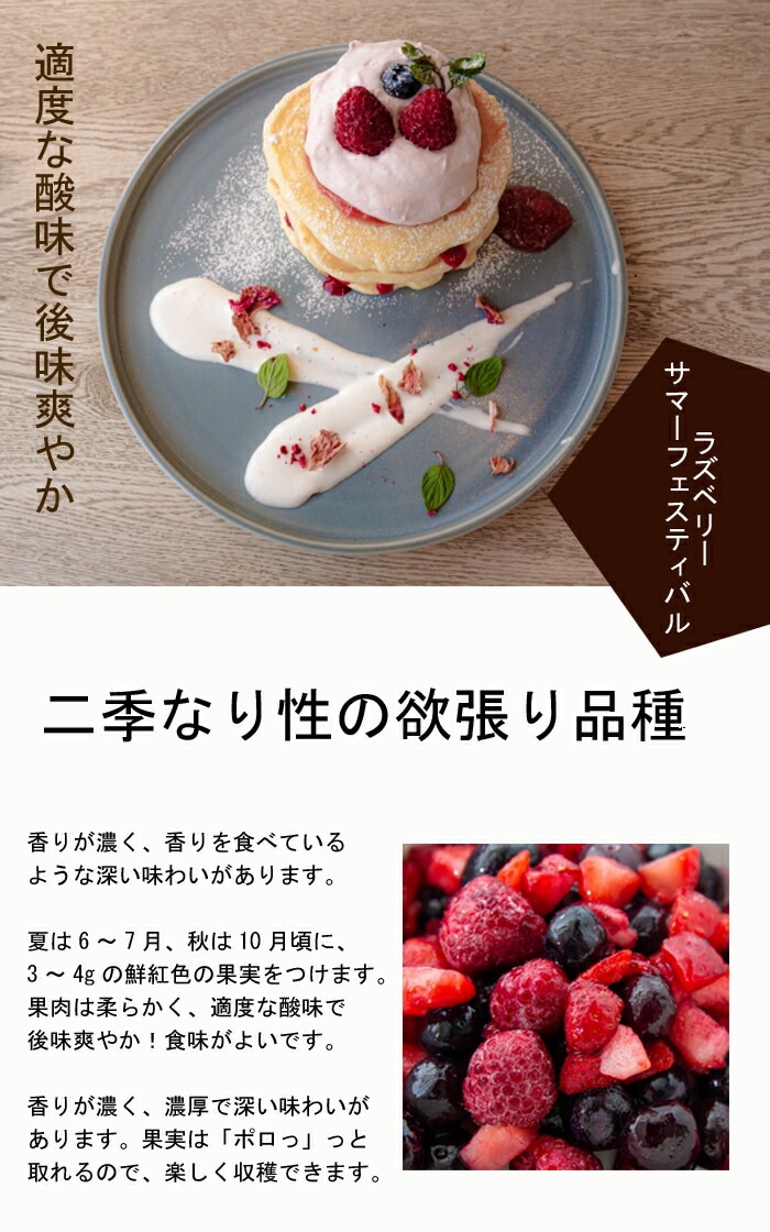 ラズベリー 苗 苗木 サマーフェスティバル レッドラズベリー 12cm