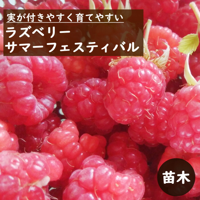 ラズベリー 苗 苗木 サマーフェスティバル レッドラズベリー 12cm