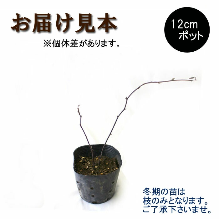 ラズベリー 苗木 ジャンボブラックベリー 12cmポット 果樹 小果樹