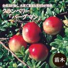 ̼  ٥꡼  Сޥ 12ݥå ̼ ĥ륳 ٥꡼ berry ̼  ǥ˥ ϥ󥮥 ɥС