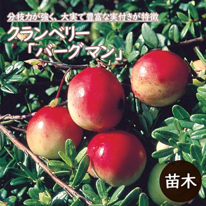 果樹 苗 クランベリー 苗木 バーグマン 12cmポット 小果樹