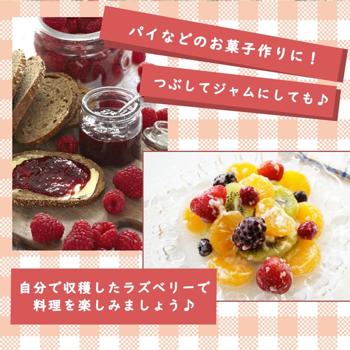 mamipon様ご購入大玉グスベリー苗 グズベリー 苗木 ビテックス 12cm