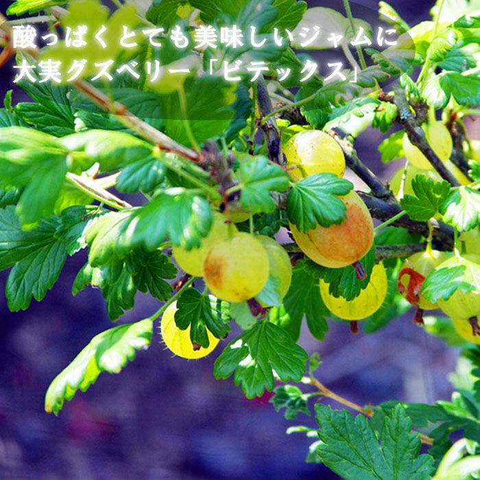 グズベリー 苗木 ビテックス 12cmポット 大実 ガーデニング 園芸