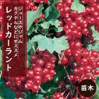   åɥ 12ݥå ̼ ̼ berry  ǥ˥  