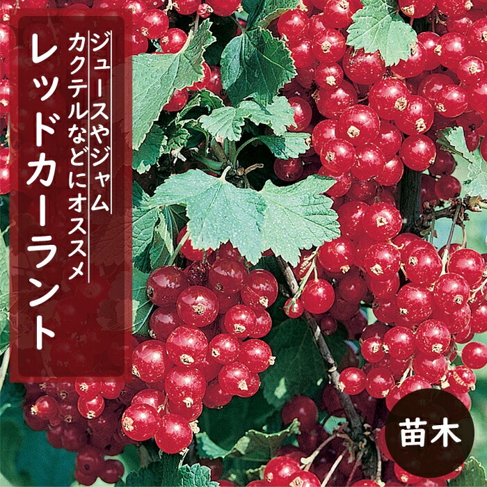 カシス 苗木 レッドカーラント 12cmポット 果樹 小果樹 berry 園芸