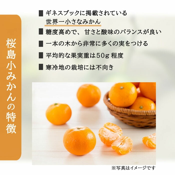 みかん 苗木 桜島小ミカン 15cmポット 接木 柑橘 柑橘苗 みかん 自家