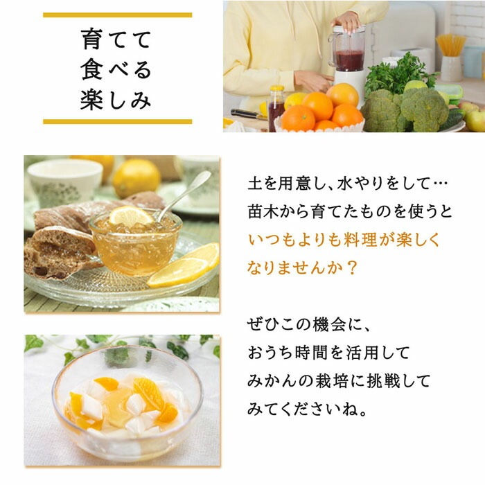 みかん 苗木 桜島小ミカン 15cmポット 接木 柑橘 柑橘苗 みかん 自家