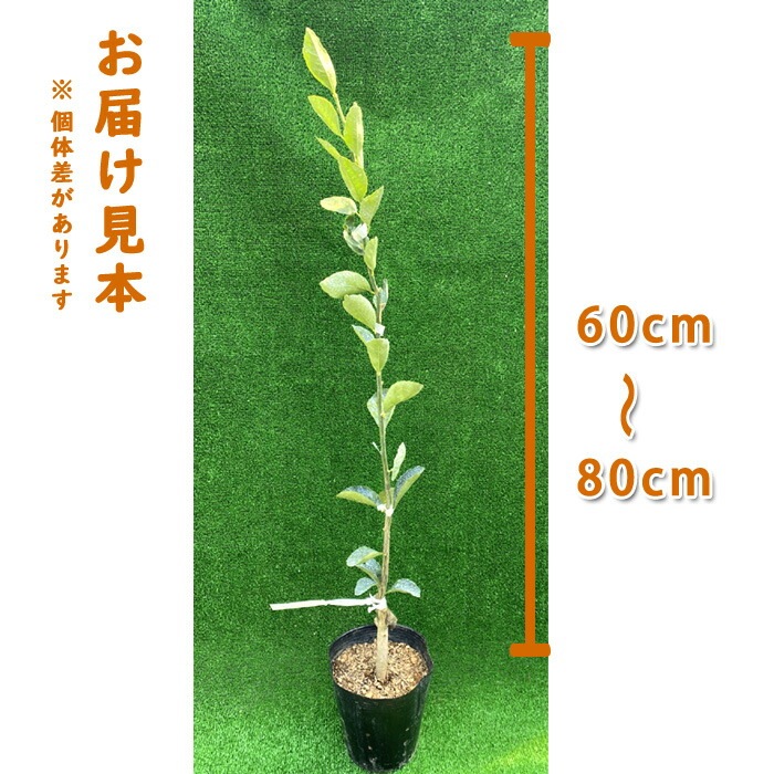 みかん 苗木 桜島小ミカン 15cmポット 接木 柑橘 柑橘苗 みかん 自家