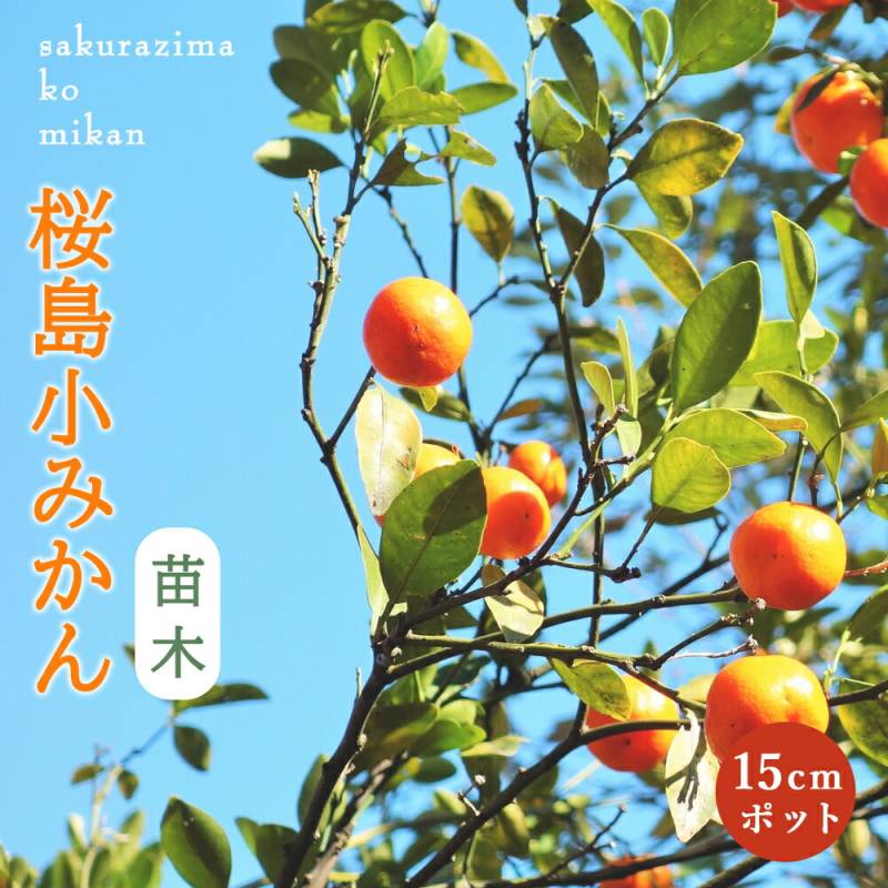 みかん 苗木 桜島小ミカン 15cmポット 接木 柑橘 柑橘苗