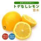 ���� ���� �ȥ��ʤ����� �ӥ��ե�� 15����ݥå� �Ĥ��㤤�����ϥȥ�ͭ�� 1ǯ�� ���� ���� ���ȷ���� lemon �̼� ��� ���� ����̵��