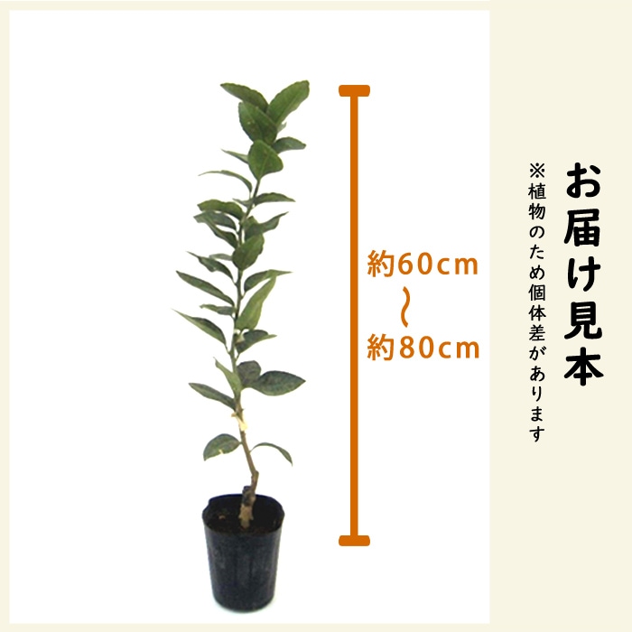 レモン 苗木 トゲなしレモン ビアフランカ 15cmポット 接木 柑橘