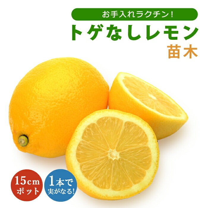 レモン 苗木 トゲなしレモン ビアフランカ 15cmポット 接木