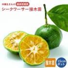 �ߤ��� ���� ����������� 15����ݥå� 2ǯ�� ����ߤ��� ���� ���� ������ ʿ�¥��� �ҥ�ߥ��� ���ȷ���� �����ǥ˥� ��� ����̵�� 