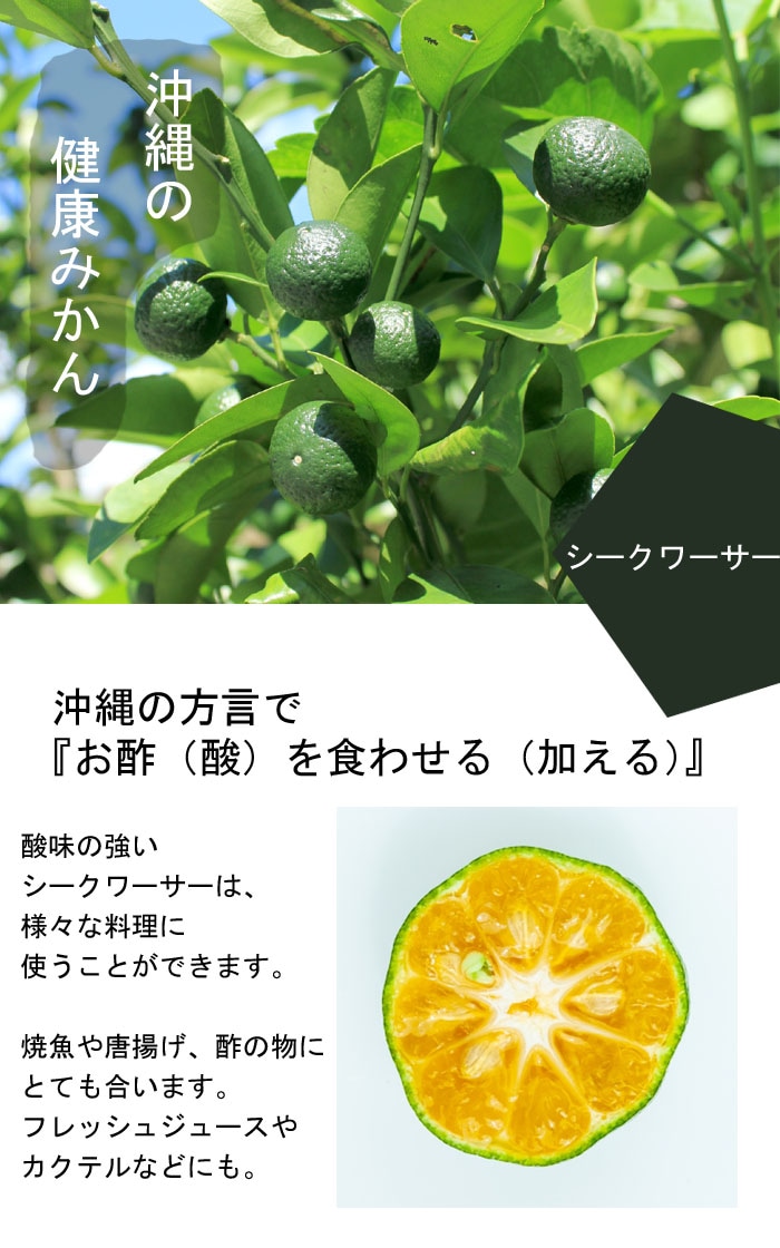 みかん 苗木 シークワーサー 15cmポット 沖縄みかん 接木 柑橘 柑橘