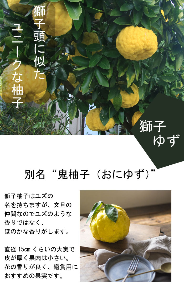 ゆず 苗木 獅子ゆず 15cmポット 接木 柑橘 柑橘苗 ガーデニング 園芸