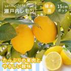    15ݥå    ȷ lemon ǥ˥  ̵