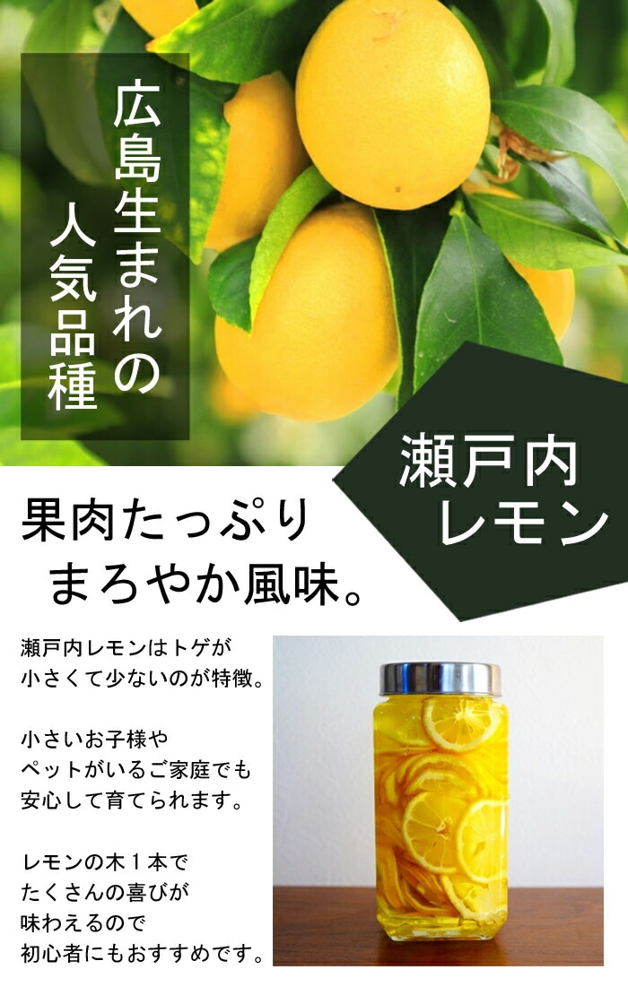 レモン 苗木 瀬戸内レモン 15cmポット 接木 柑橘 柑橘苗 自家結実性