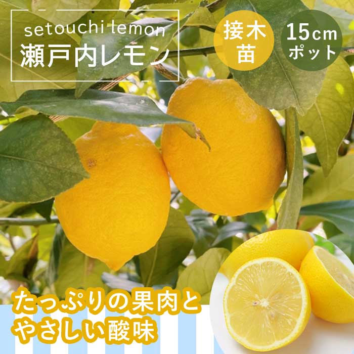 レモン 苗木 瀬戸内レモン 15cmポット 接木 柑橘 柑橘苗 自家結実性