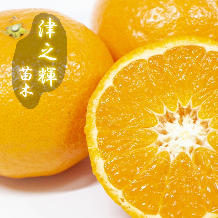 みかん 苗木 津之輝 15cmポット 接木 柑橘 柑橘苗 自家結実性