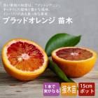 ����� ���� �֥�åɥ���� �����å� 15����ݥå� ���� ������ ��ߤ��� �ߥ��� �ߤ��� blood orange ���ȷ���� ����̵��