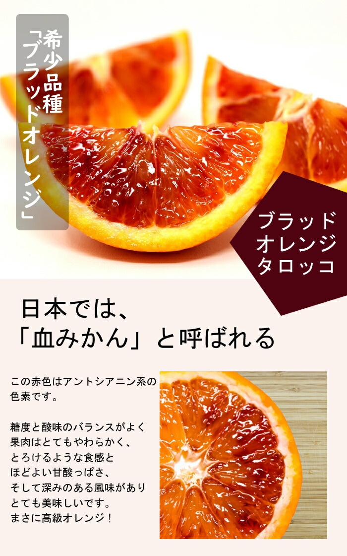 オレンジ 苗木 ブラッドオレンジ タロッコ 15cmポット 接木 柑橘苗