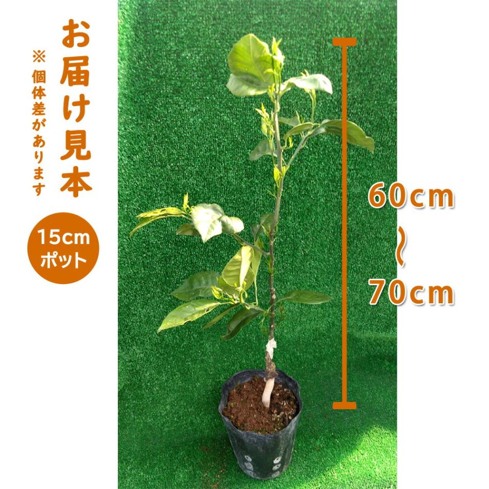 オレンジ 苗木 ブラッドオレンジ タロッコ 15cmポット 接木 柑橘苗