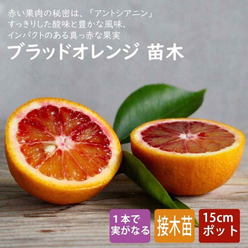 4年生　ブラッドオレンジ接木苗／タロッコ　樹高130cm 現品のお届け オレンジ 苗木 ブラッドオレンジ タロッコ 15cmポット 接木