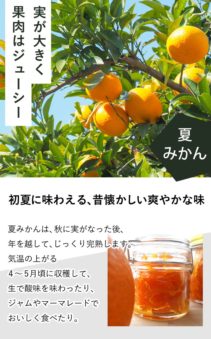 みかん苗木 夏みかん 15cmポット ナツダイダイ 夏代々 家庭菜園 接木