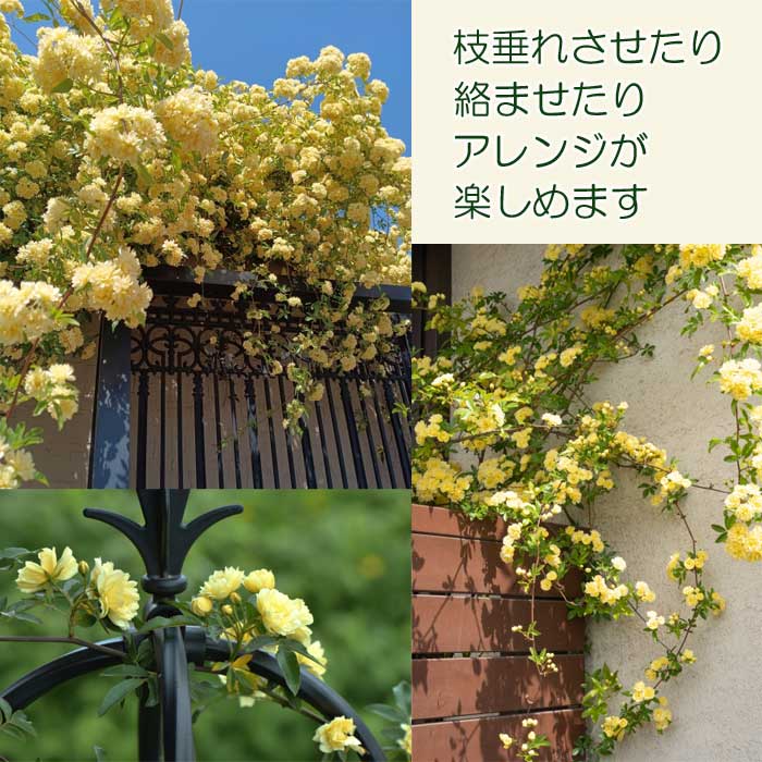 予約・早割】モッコウバラ 苗木 黄 八重咲き 黄色 10.5cmポット