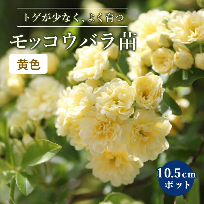 モッコウバラ八重咲き黄色 モッコウバラ 苗木 黄 八重咲き 黄色 10.5cmポット ガーデニング 園芸