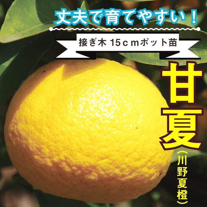 みかん 苗木 甘夏 川野夏橙 15cmポット 接木 柑橘 柑橘苗 自家結実性