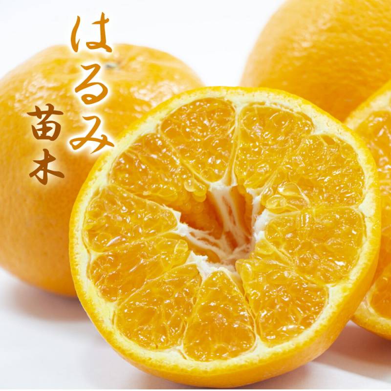 みかん 苗木 はるみ 15cmポット 接木 柑橘 柑橘苗 自家結実性