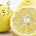    ˥塼ޡ 15ݥå     ߥ ߤ ȷ ǥ˥  ̵