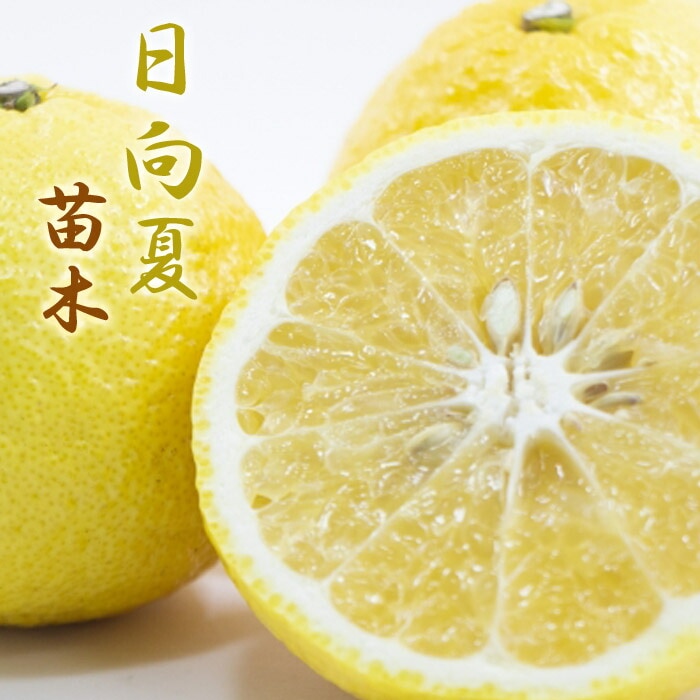 みかん 日向夏（ひゅうがなつ） ニューサマーオレンジ 接木苗木 果樹苗約100㌢ 000000001152_rbb6NiJ.jpg