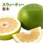 ���� ���� ���������ƥ��� 15����ݥå� ���졼�ץե롼�� �������ƥ��� �����֥��� ���� ������ ���ȷ���� �����ǥ˥� ����̵��