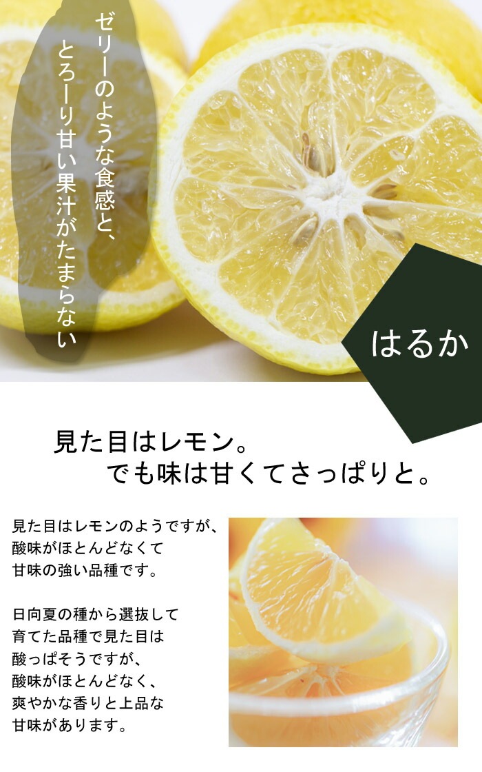 みかん 苗木 はるか 15cmポット 接木 柑橘 柑橘苗 自家結実性