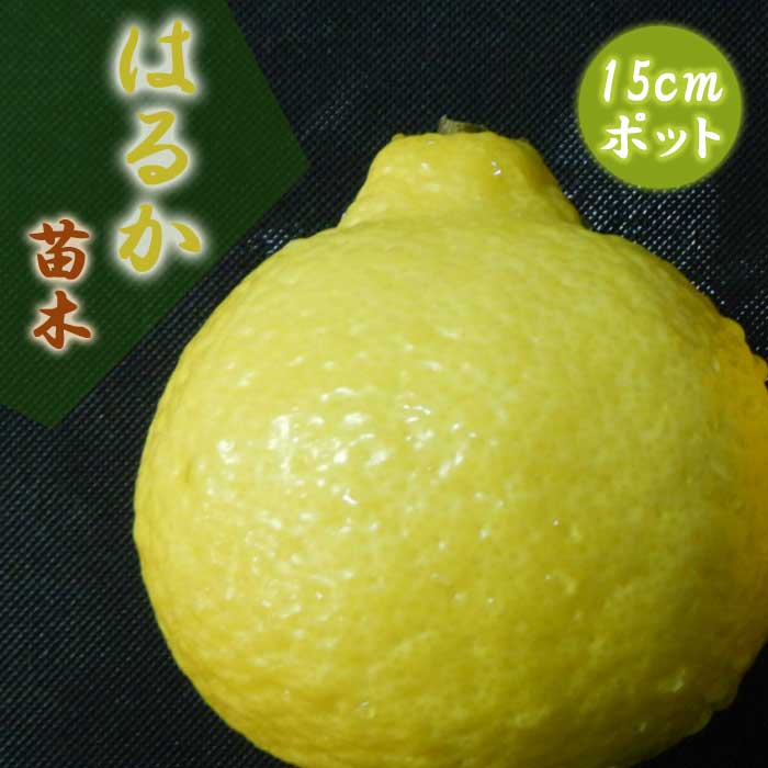 楽天市場】□優良2年生大苗□ オレンジ 苗木 【はるか】 2年生