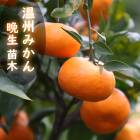 ߤ  ߤ  (  ) 󤷤夦    ȷ 15ݥå ǥ˥  ̵