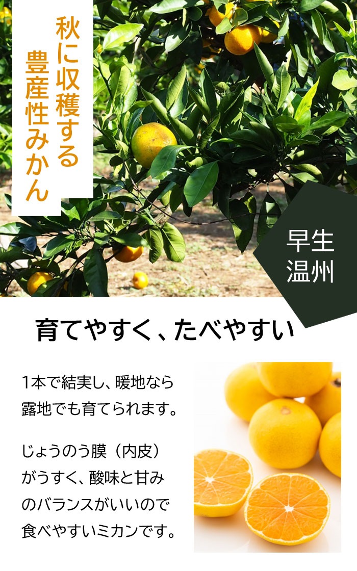温州みかん citrus 意味 ふるさと納税 2026年11月より順次配送 土佐乃かなや マルチ 山北みかん 約5kg - 先行予約 数量限定 大容量 送料無料 フルーツ 果物 くだもの 温州みかん ミカン 柑橘 甘い おいしい 旬 季節限定 5キロ かなや農園 合同会社Benifare 国産 特産品 高知県