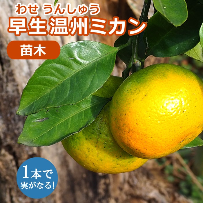 みかん 苗木 温州みかん 早生 ( わせ ) うんしゅう 接木 柑橘 柑橘苗