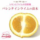 �饤�� ���� �Х�󥿥���饤�� 15����ݥå� ���� ���ȷ���� lime lemon ���� �����ǥ˥� ��� ����̵��