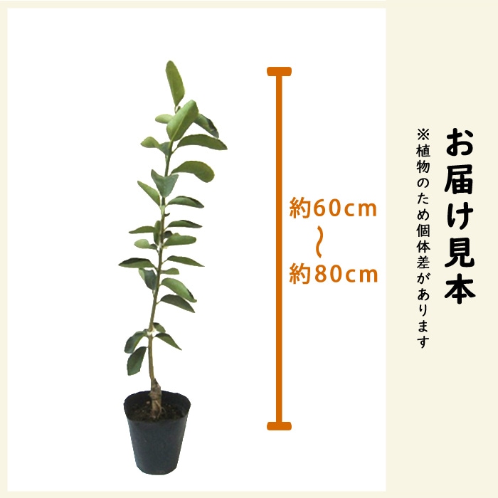 ライム 苗木 バレンタインライム 15cmポット 接木 自家結実性 lime