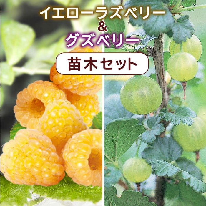 イエローラズベリー と グズベリー 苗木 セット 12cmポット