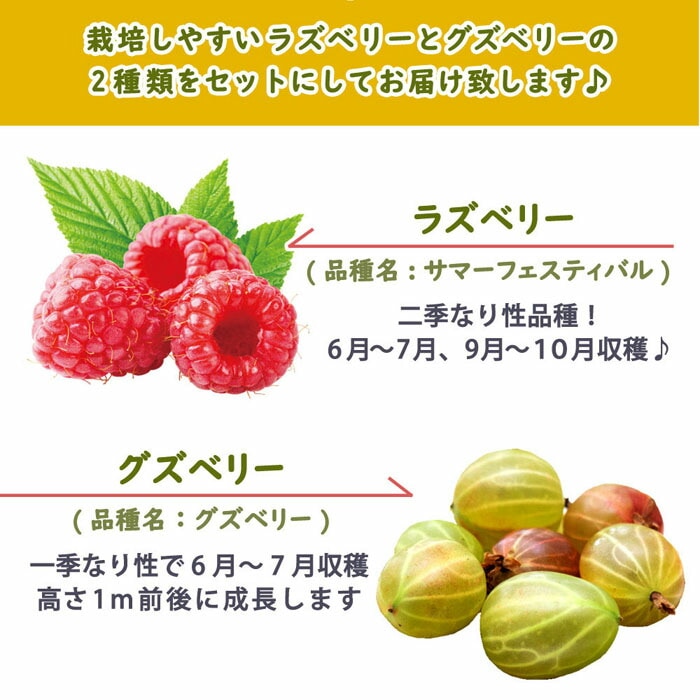 ラズベリー と グズベリー 苗木 セット 12cmポット 【ラズベリー1