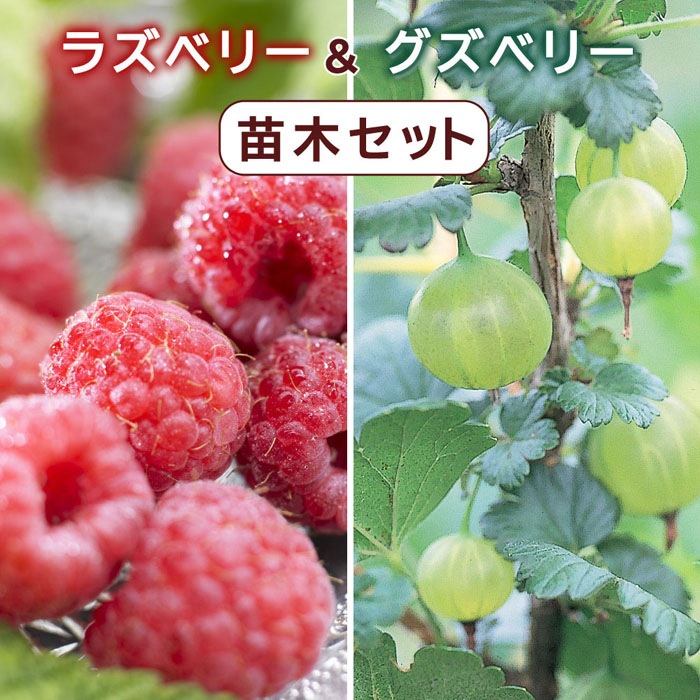 ラズベリー と グズベリー 苗木 セット 12cmポット