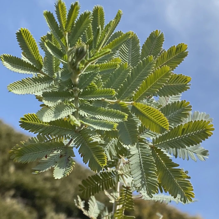 アカシア 苗木 ミモザ アカシア ミモザ鉢植え 苗木15cmポット