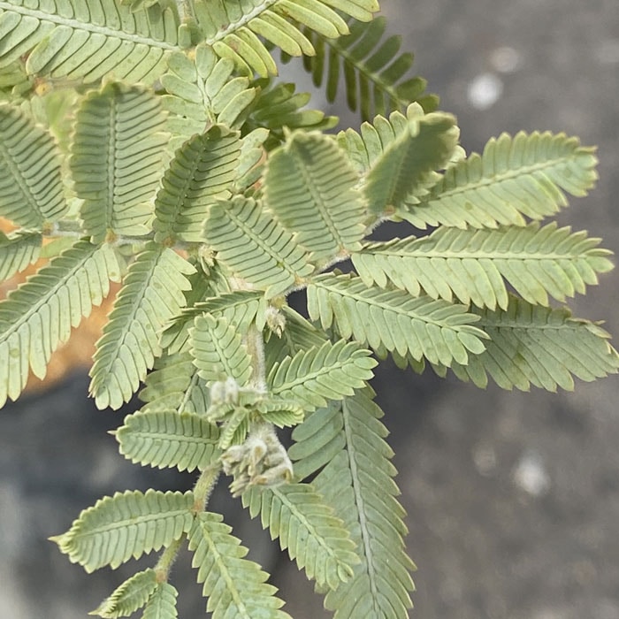 アカシア 苗木 ミモザ アカシア ミモザ鉢植え 苗木15cmポット